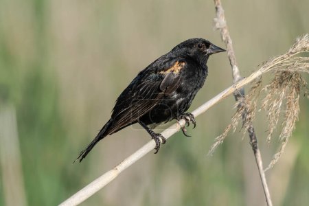 Photo for Adult red winged blackbird nonbreeding male perched on a limb in the woods on a sunny day - Royalty Free Image