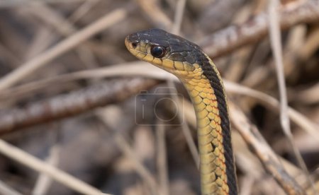 cerrar el perfil de una serpiente liguero común como se levanta para mirar a su alrededor
