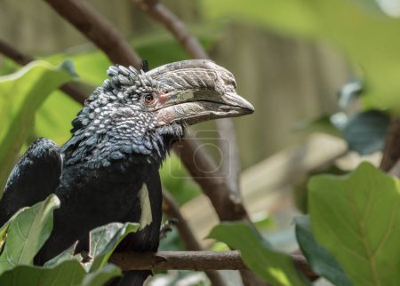 male silver cheeked hornbill is perched high above on a tree limb in the rain forest on a sunny day