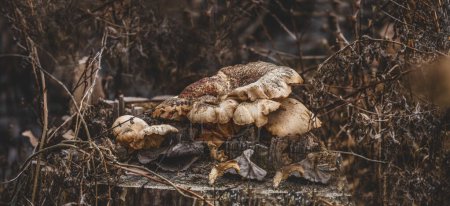 Photo for Close up of forest mushrooms growing on a decaying tree trunk on a chilly fall day in the forest - Royalty Free Image