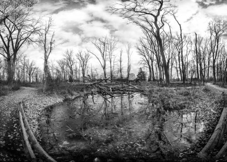 Photo for Black and white panorama of fallen trees and pond begining to freeze as seasons change - Royalty Free Image