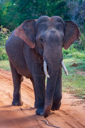 Foto de Elefantes en el parque nacional - Imagen libre de derechos