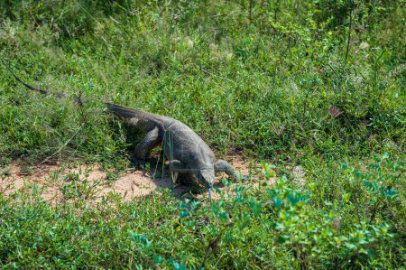 Photo for Wild varan in the Yala National Park. Sri Lanka - Royalty Free Image