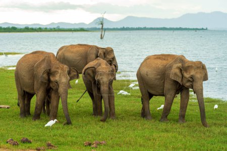 Photo for Elephants in the National Park - Royalty Free Image