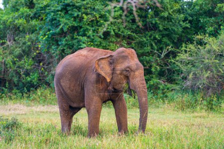 Photo for Elephants in the National Park - Royalty Free Image