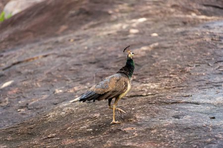 Téléchargez les photos : Oiseaux dans le parc national - en image libre de droit