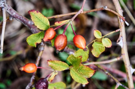 Photo for Rosa canina, also known as rose hip or wild rose - Royalty Free Image