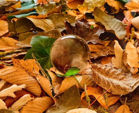 Photo for A crystal ball on a background of dried leaves of various colors, browns, greens and yellows, representing autumn. Selective focus. - Royalty Free Image