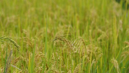 Foto de La cosecha de arroz amarillo vista del campo situado en el valle entre las montañas con el cielo nublado como fondo - Imagen libre de derechos