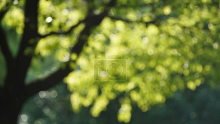 The blurred spring view with the bright sunlight and green trees as background