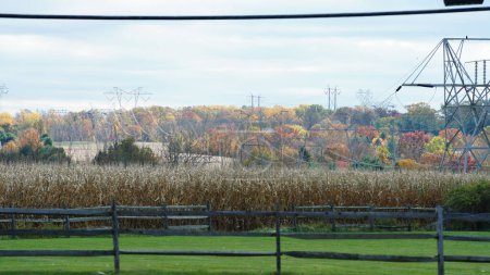 Photo for The harvesting corn field view with the colorful autumn trees as background in autumn - Royalty Free Image