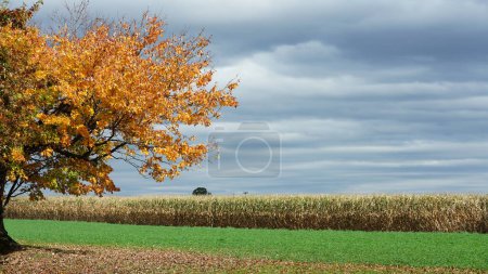 Photo for The harvesting corn field view with the colorful autumn trees as background in autumn - Royalty Free Image