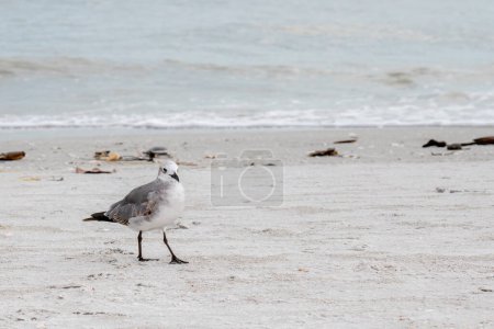 Photo for Florida. 1st winter Laughing Gull, (Leucophaeus atricilla) on the shore of Sanibel Island. - Royalty Free Image