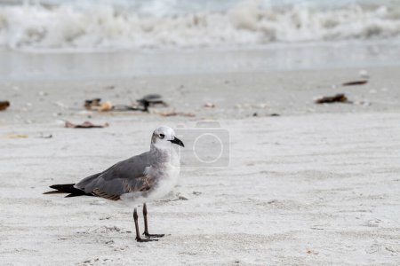 Photo for Florida. 1st winter Laughing Gull, (Leucophaeus atricilla) on the shore of Sanibel Island. - Royalty Free Image