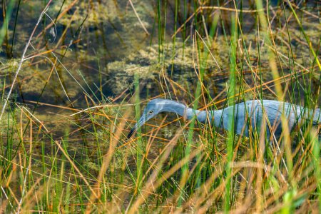 Photo for Naples, Florida. Little Blue Heron, Egretta caerulea hunting for crayfish in the Naples Botanical Garden is listed as special concern. - Royalty Free Image