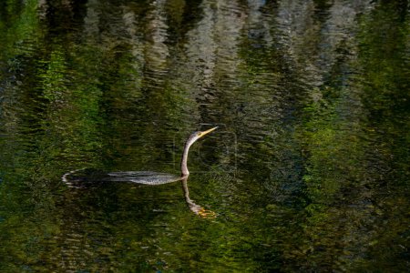 Photo for Ochopee, Florida. Anhinga swimming in a swamp in the everglades looking for a fish to spear with its bill. - Royalty Free Image
