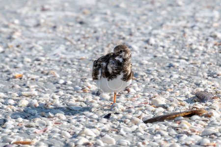 Photo for Florida. Adult Ruddy Turnstone, (Arenaria interpres) with winter coat standing on one leg among the seashells on Sanibel Island. - Royalty Free Image