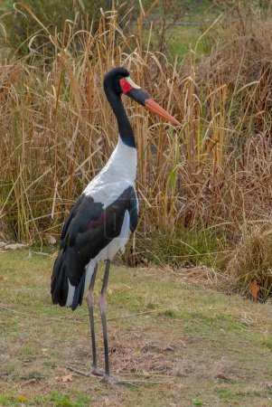 Photo for Kansas City, Missouri. Saddle-billed stork or saddlebill (Ephippiorhynchus senegalensis) is the largest stork species in Africa. - Royalty Free Image