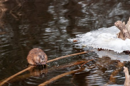 Vadnais Heights, Minnesota.  Vadnais Lake Regional Park. A Muskrat, Ondatra zibethicus eating small twigs while resting on a branch in a creek in the winter.