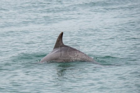 Dana Point, California. Delfín común de pico corto nadando en el Océano Pacífico.