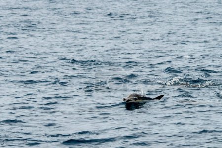 Dana Point, California. Delfín común de pico corto nadando en el Océano Pacífico.