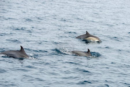 Dana Point, California. Un grupo de delfines comunes de pico corto, Delphinus delphis nadando en el océano Pacífico  