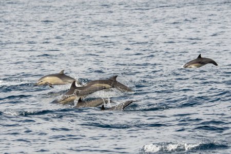 Foto de Dana Point, California. Un grupo de delfines comunes de pico corto, Delphinus delphis nadando en el océano Pacífico - Imagen libre de derechos