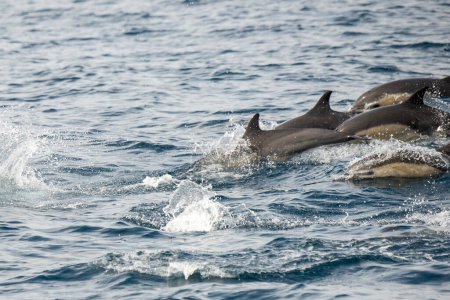 Téléchargez les photos : Dana Point, Californie. Un groupe de dauphins communs à bec court, Delphinus delphis nageant dans l'océan Pacifique - en image libre de droit
