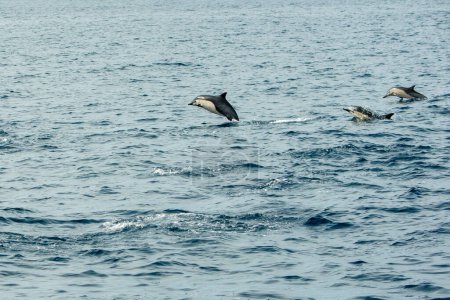 Dana Point, California. Un grupo de delfines comunes de pico corto, Delphinus delphis nadando en el océano Pacífico