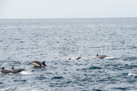 Dana Point, California. A group of Short-beaked common dolphins, Delphinus delphis swimming in the Pacific Ocean