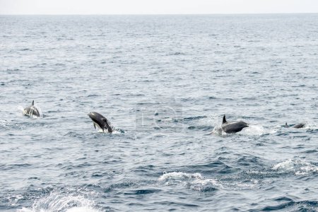 Dana Point, California. A group of Short-beaked common dolphins, Delphinus delphis swimming in the Pacific ocean