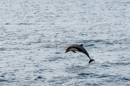 Dana Point, California. Delfín común de pico corto saltando del Océano Pacífico.