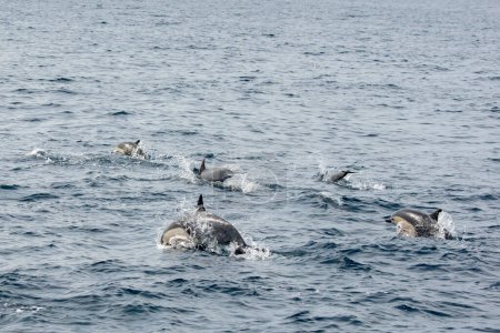 Téléchargez les photos : Dana Point, Californie. Un groupe de dauphins communs à bec court, Delphinus delphis nageant dans l'océan Pacifique - en image libre de droit