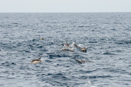 Dana Point, Kalifornien. Eine Schote von Kurzschnabeldelphinen, Delphinus delphis, schwimmt im Pazifik