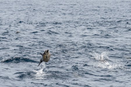 Dana Point, California. Short-beaked common dolphin jumping out of the Pacific Ocean.