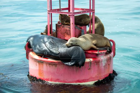 Dana Point, California. California Sea Lions, Zalophus californianus sunning and resting on a navigation buoy in the Pacific Ocean.  