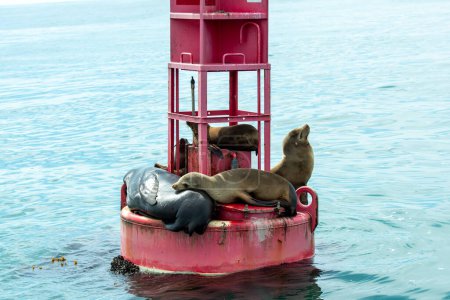 Dana Point, Kalifornien. Kalifornische Seelöwen, Zalophus californianus sonnen sich und ruhen sich auf einer Navigationsboje im Pazifik aus.