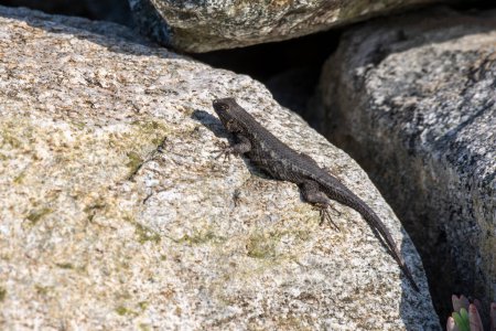 Laguna Beach, California.  Western fence lizard, Sceloporus occidentalis sunning on a rock along the beach.