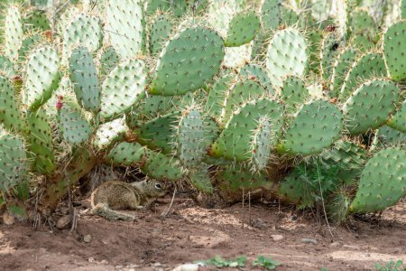 Laguna Beach, California. Laguna Coast Wilderness Park. California Ground Squirrel, Otospermophilus beecheyi hiding under cactus leaves.