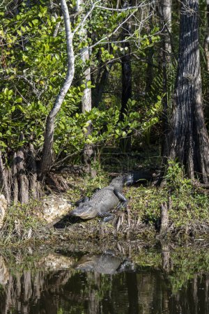 Ochopee, Florida. Amerikanischer Alligator "Alligator mississippiensis" sonnt sich am Ufer eines Sumpfes in den Everglades.