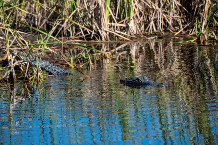 Ochopee, Florida.  American Alligator "Alligator mississippiensis" heading into the water in a swamp in the Everglades.