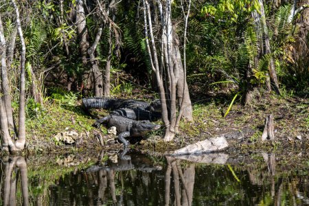 Ochopee, Florida. American Alligator. Alligator mississippiensis. A pair of alligators basking in the sun in a swamp in the Everglades.