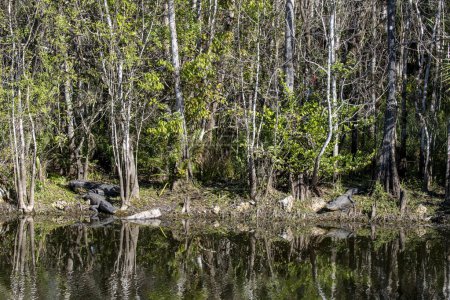 Ochopee, Florida. Drei amerikanische Alligatoren "Alligator mississippiensis" sonnen sich am Ufer eines Sumpfes in den Everglades.