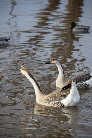 Wichita Falls; Texas. Sikes lake. A pair of Chinese Geese, Anser cygnoides domesticus swimming in a lake. 