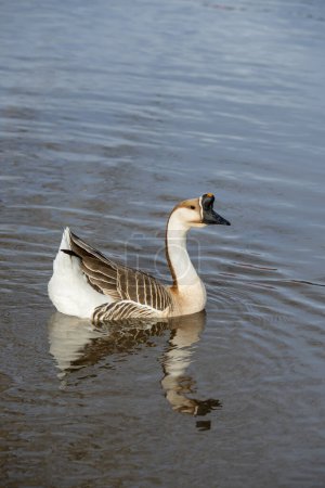 Wichita Falls, Texas. Sikes lake. Un ganso chino, Anser cygnoides domesticus nadando en un lago con reflejo.