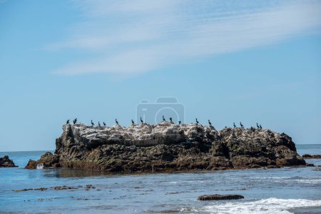 Laguna Beach, Kalifornien. Ein Schwarm Doppelhaubenkormorane ruht und entspannt sich auf dem Vogelfelsen im Pazifik