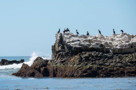 Photo for Laguna Beach, California. A flock of Double-crested Cormorants rest and relax on Bird Rock.in the Pacific Ocean - Royalty Free Image