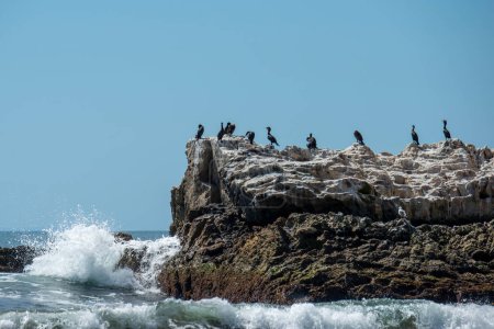 Laguna Beach, California. Una bandada de cormoranes de doble cresta descansan y se relajan en Bird Rock.in el Océano Pacífico