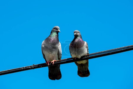 Laguna Beach, California. A pair of Rock Pigeons, Columba livia on a wire with blue sky.