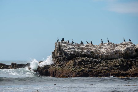 Laguna Beach, Kalifornien. Ein Schwarm Doppelhaubenkormorane ruht und entspannt sich auf dem Vogelfelsen im Pazifik